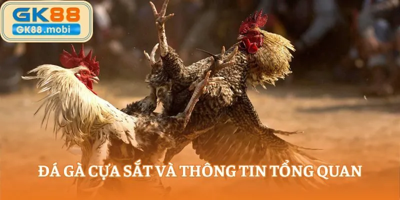 Đá gà cựa sắt và thông tin tổng quan