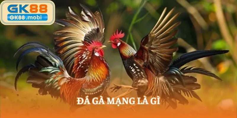 Đá gà mạng là gì