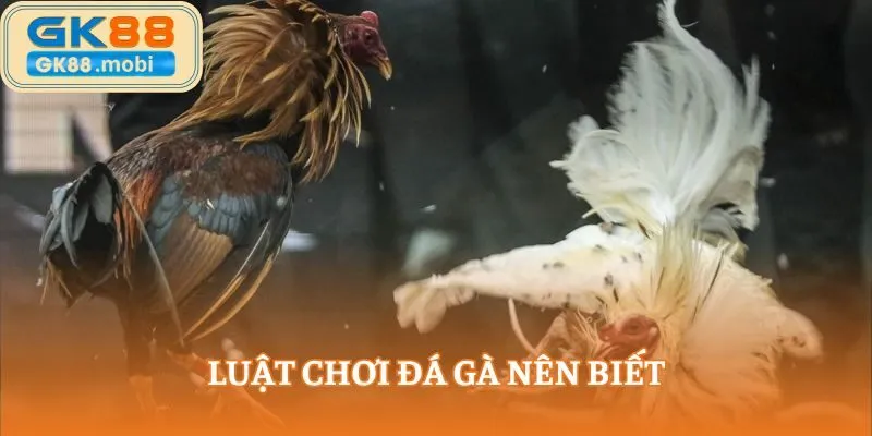 Luật chơi đá gà nên biết