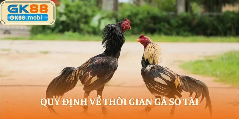 Quy định về thời gian gà so tài