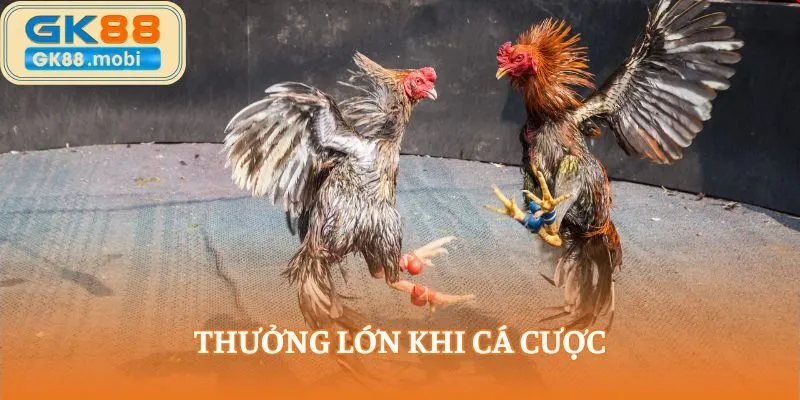 Thưởng lớn khi cá cược