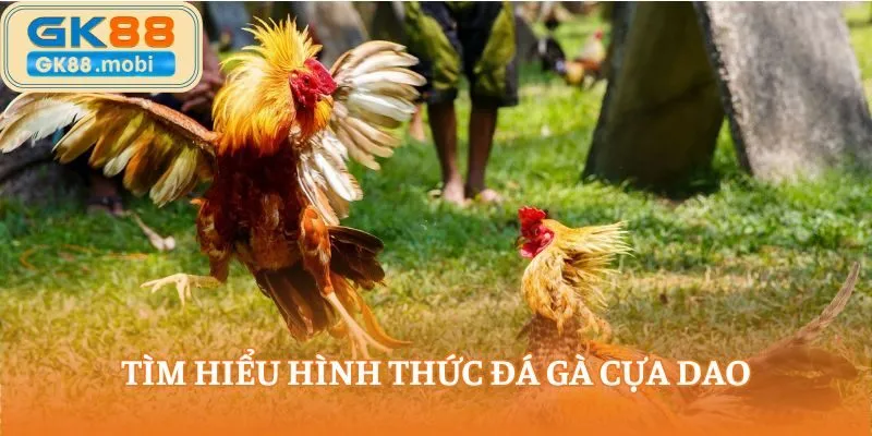 Tìm hiểu hình thức đá gà cựa dao
